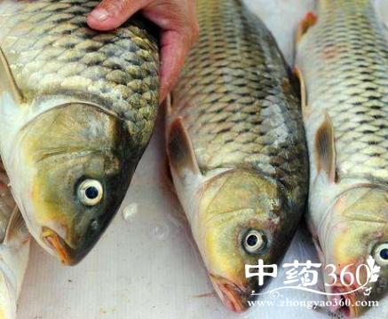 鲤鱼鳞的功效与作用-鲤鱼鳞的图片样子