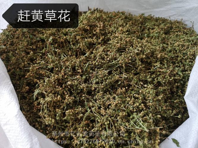 黄屈花的功效与作用-黄屈花的图片样子