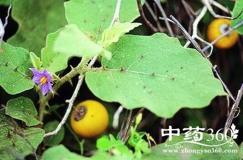 黄果茄的功效与作用-黄果茄的图片样子