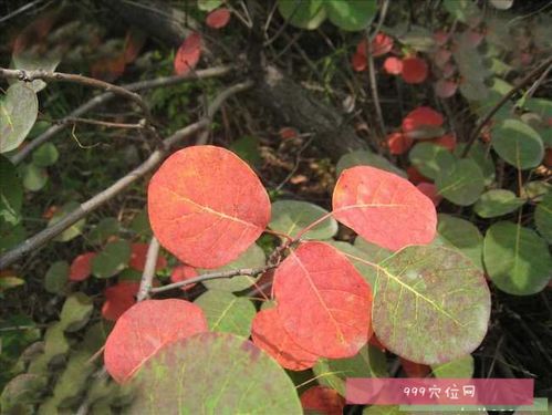 黄栌根的功效与作用-黄栌根的图片样子