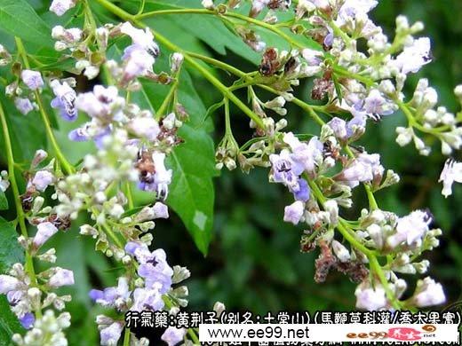 黄荆枝的功效与作用-黄荆枝的图片样子