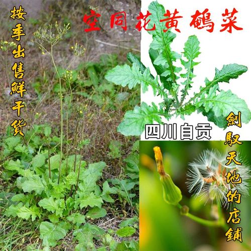 黄鹌菜的功效与作用-黄鹌菜的图片样子