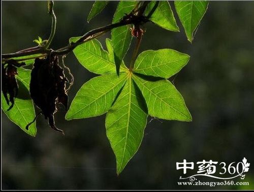 三张叶的功效与作用-三张叶的图片样子