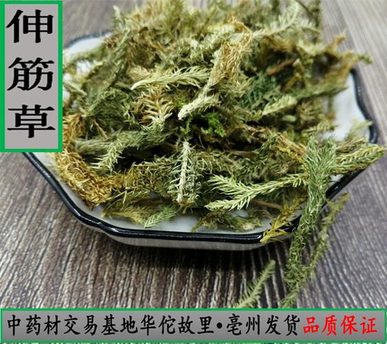 伸筋草的功效与作用-伸筋草的图片样子