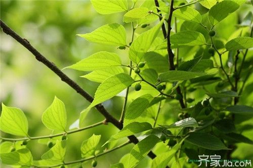 朴树皮的功效与作用-朴树皮的图片样子