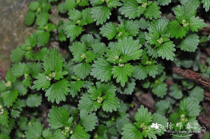 毛花点草的功效与作用-毛花点草的图片样子