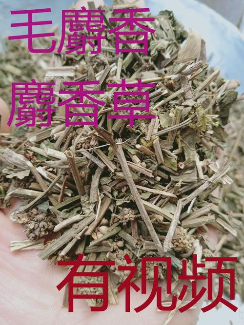 毛麝香的功效与作用-毛麝香的图片样子