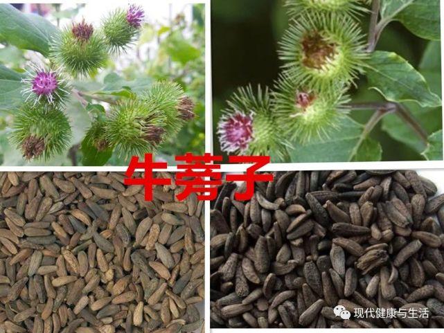 牛喉咙的功效与作用-牛喉咙的图片样子