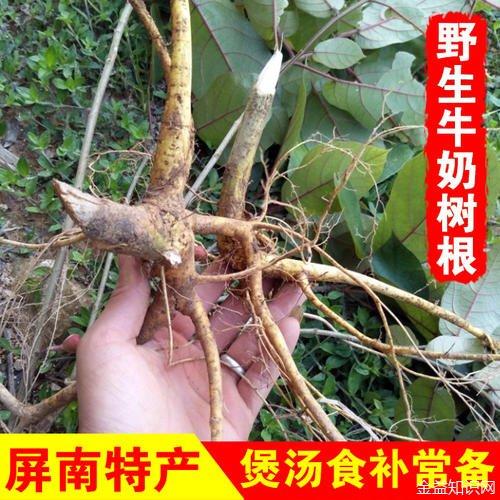 牛嗓管树根的功效与作用-牛嗓管树根的图片样子