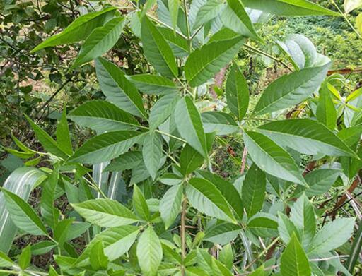 牡荆茎的功效与作用-牡荆茎的图片样子