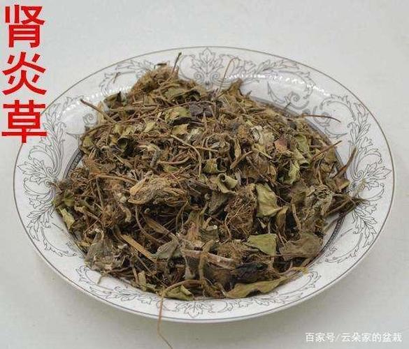 肾炎草的功效与作用-肾炎草的图片样子