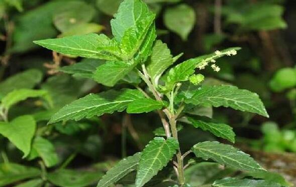 苒苒草的功效与作用-苒苒草的图片样子