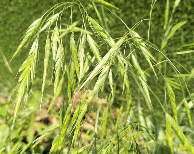 雀麦的功效与作用-雀麦的图片样子