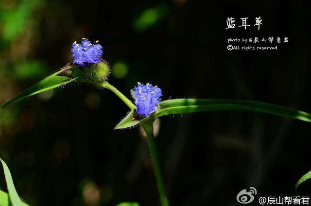 霹水草2的功效与作用-霹水草2的图片样子