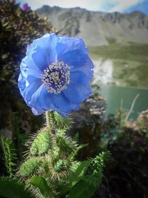 五脉绿绒蒿花的功效与作用-五脉绿绒蒿花的图片样子