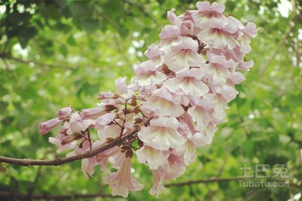 梧桐花的功效与作用-梧桐花的图片样子