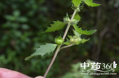 蒴所的功效与作用-蒴所的图片样子