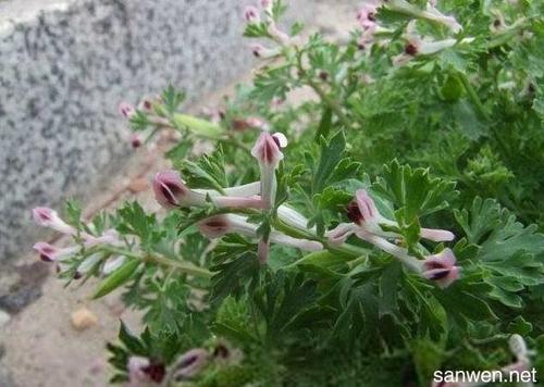 小地扭的功效与作用-小地扭的图片样子