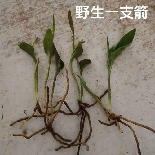 小箭草的功效与作用-小箭草的图片样子