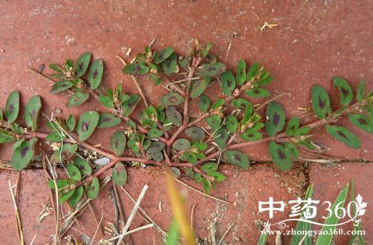 小被单草的功效与作用-小被单草的图片样子