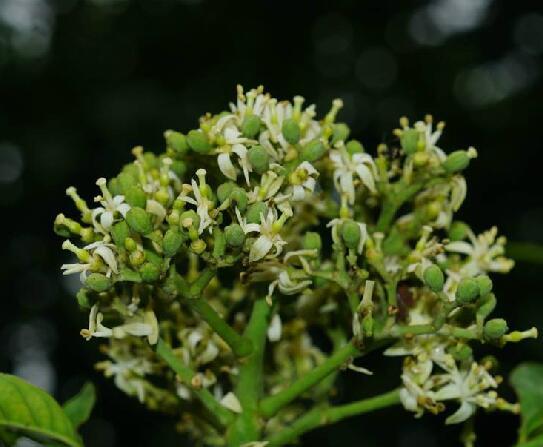 小芸木的功效与作用-小芸木的图片样子