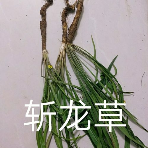 斩龙草的功效与作用-斩龙草的图片样子