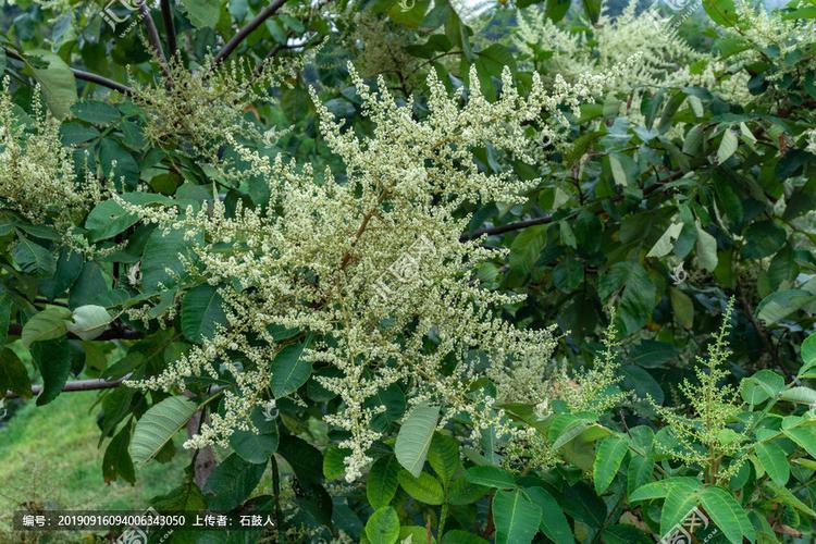 盐麸木花的功效与作用-盐麸木花的图片样子