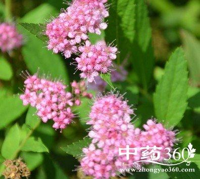 绣线菊子的功效与作用-绣线菊子的图片样子