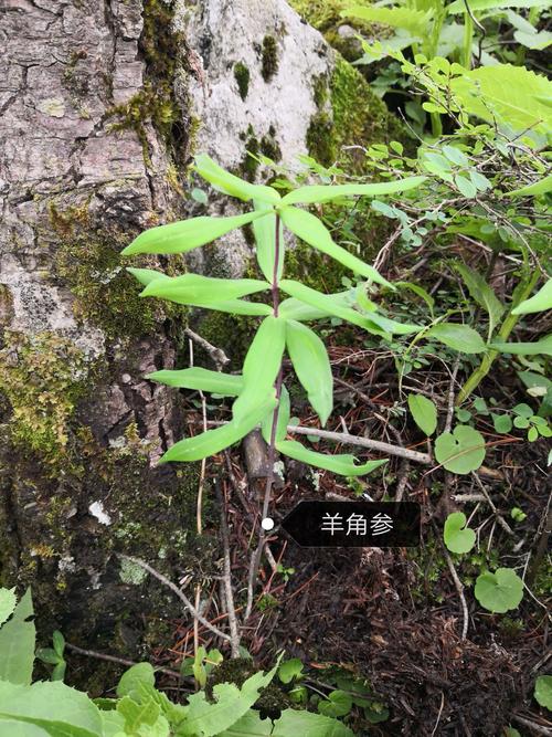 羊角参的功效与作用-羊角参的图片样子