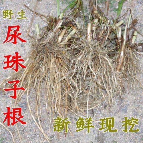 薏苡根的功效与作用-薏苡根的图片样子