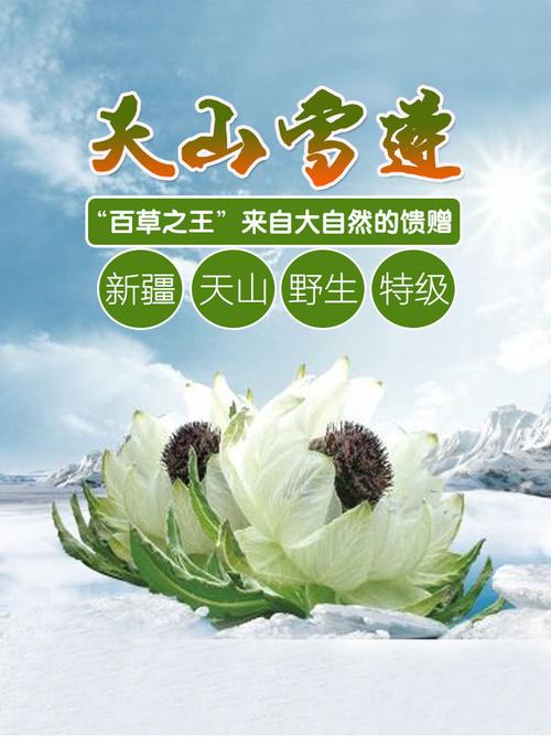 真正的天山雪莲的功效与作用-真正的天山雪莲的图片样子