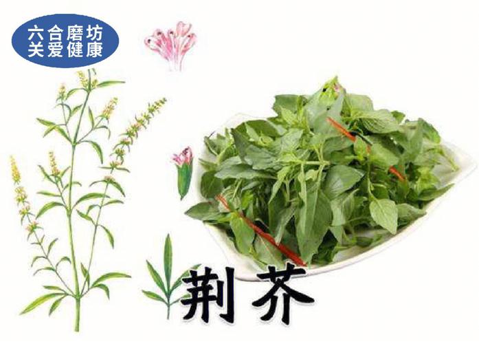 荆芥俗名叫什么,荆芥俗名叫什么名字的功效与作用-荆芥俗名叫什么,荆芥俗名叫什么名字的图片样子