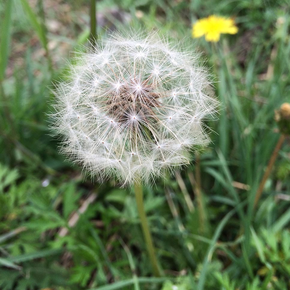 蒲公英是一味绿色天然的药材但也并不适用所有人