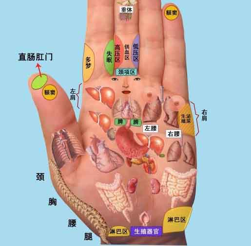 手掌人体器官对应图