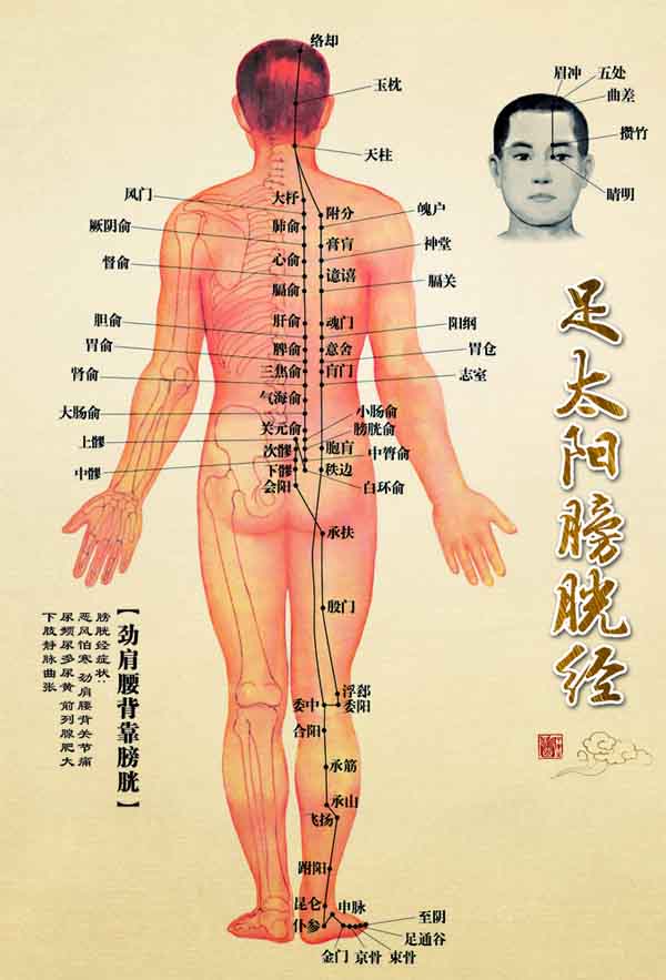 足太阳经膀胱经