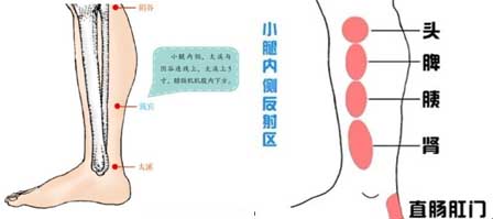 防治尿路结石，护肾的排毒反射区