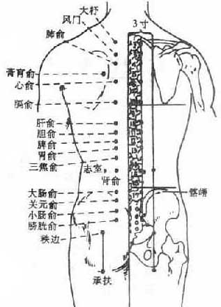 排毒重要通道——膀胱经