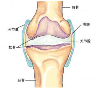 膝盖骨不同年龄段的保养