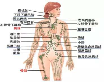 淋巴上长小楸楸该怎么办？