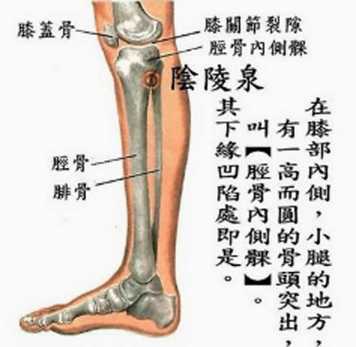 缓解肩周炎的奇穴——阴陵泉穴