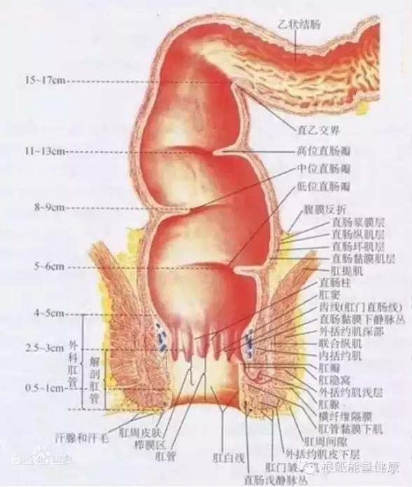 根骶手法——调理肛门的手法