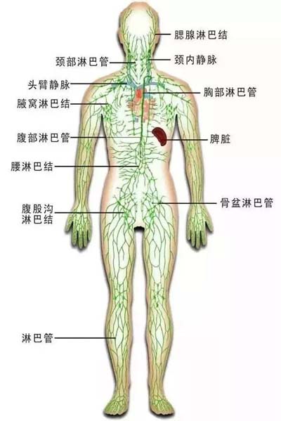 淋巴系统