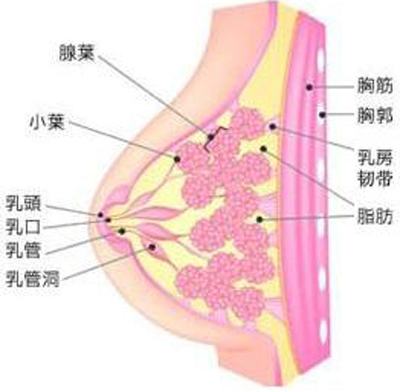 乳腺增生