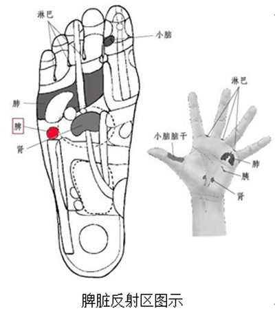 脾脏反射区