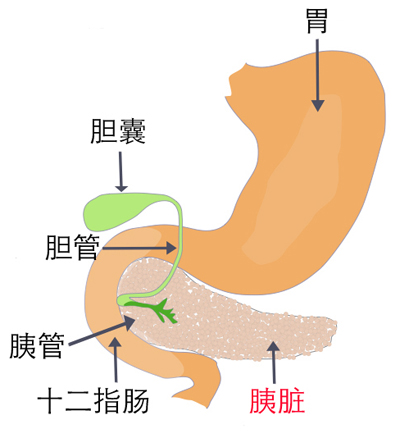 胰脏