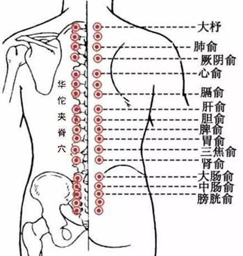 华佗夹脊穴