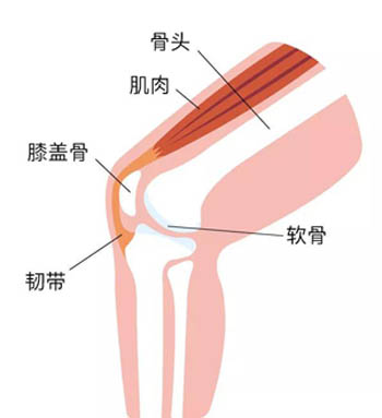 膝盖疼痛的位置和对应调理！