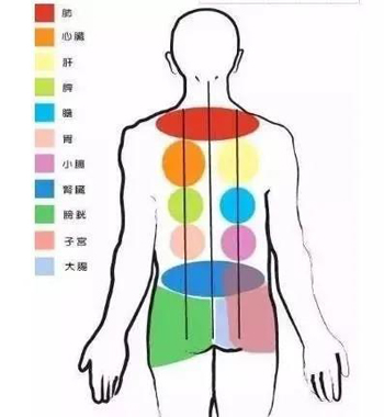 背部反射区