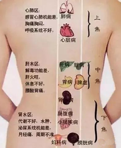 背部反射区
