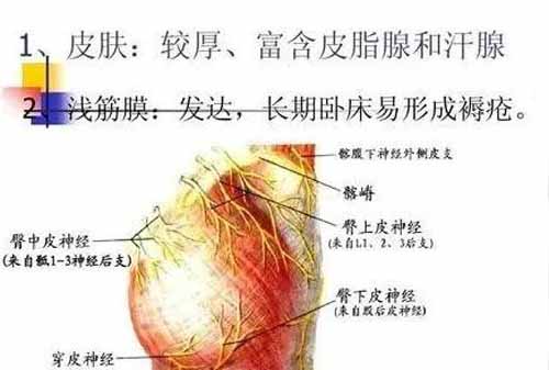 环跳穴周围组织